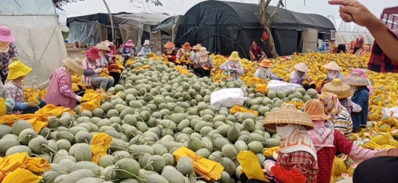 海南小蜜25号精品哈密瓜