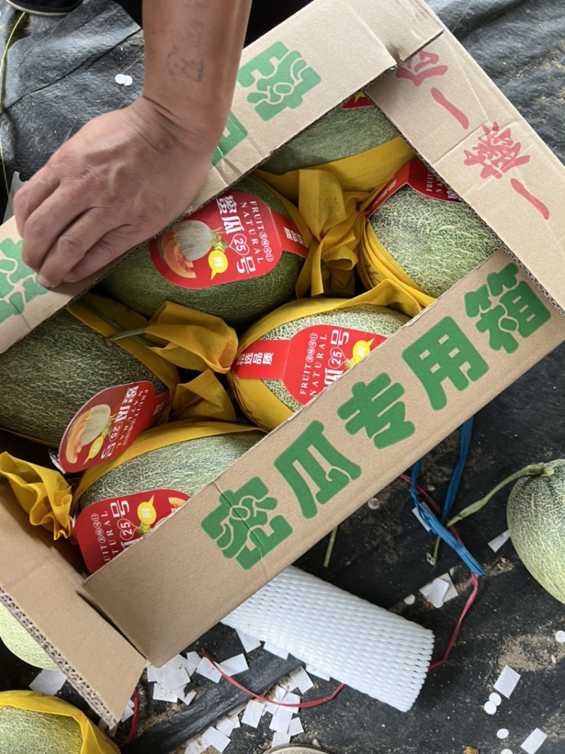 海南小蜜25号精品哈密瓜