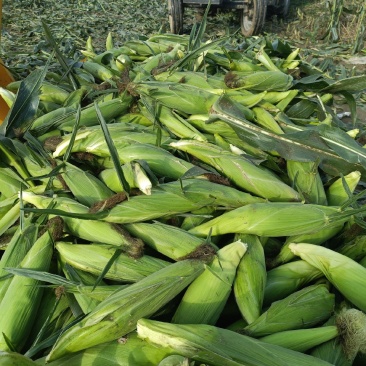 鲜玉米，水果玉米，花糯玉米，白糯玉米，基地发货