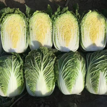 【推荐】新鲜大白菜精品白菜农家自种大量上市品种齐全