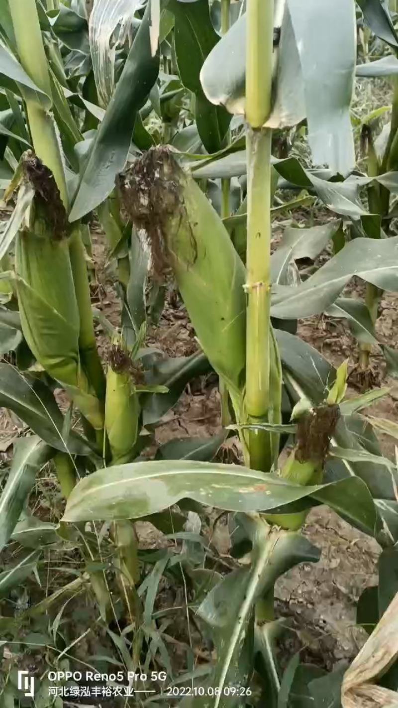 鲜玉米，水果玉米，花糯玉米，白糯玉米，基地发货