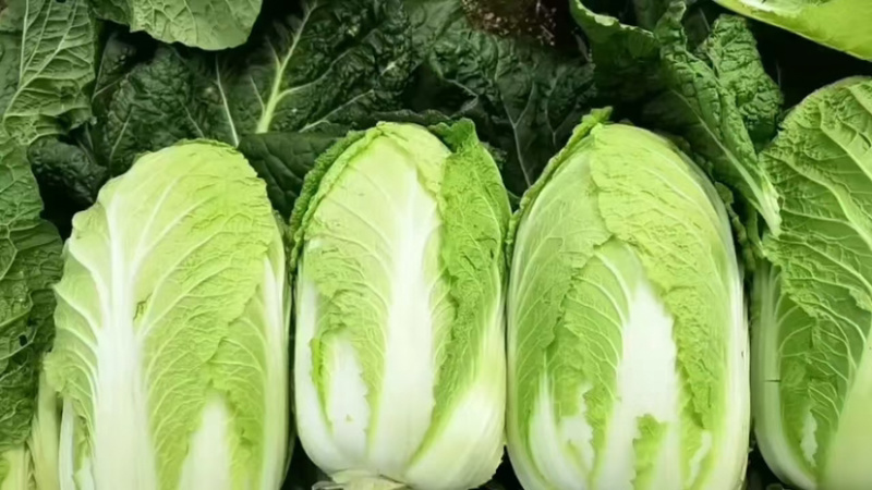 【推荐】新鲜大白菜精品白菜农家自种大量上市品种齐全