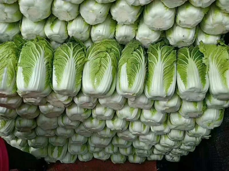 【推荐】新鲜大白菜精品白菜农家自种大量上市整车发货