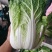 【推荐】新鲜大白菜精品白菜农家自种大量上市品种齐全