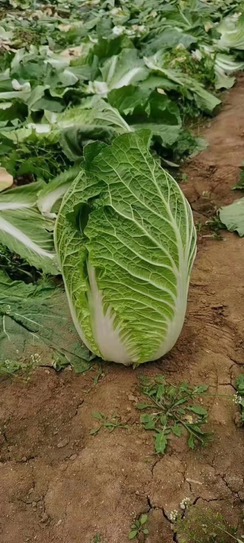 【推荐】新鲜大白菜精品白菜农家自种大量上市品种齐全