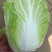 【推荐】新鲜大白菜精品白菜农家自种大量上市品种齐全