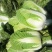【推荐】新鲜大白菜精品白菜农家自种大量上市品种齐全