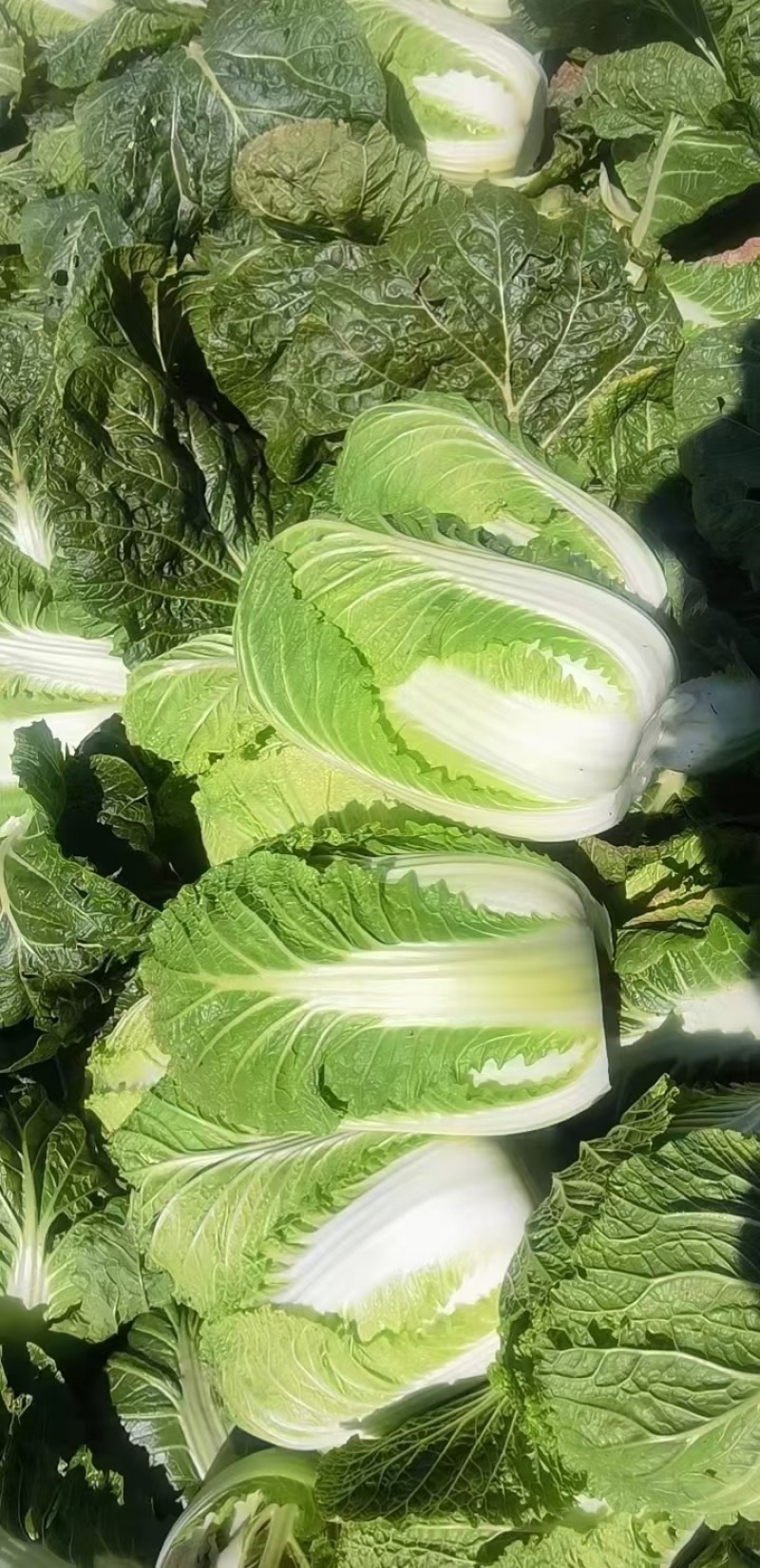【推荐】新鲜大白菜精品白菜农家自种大量上市品种齐全