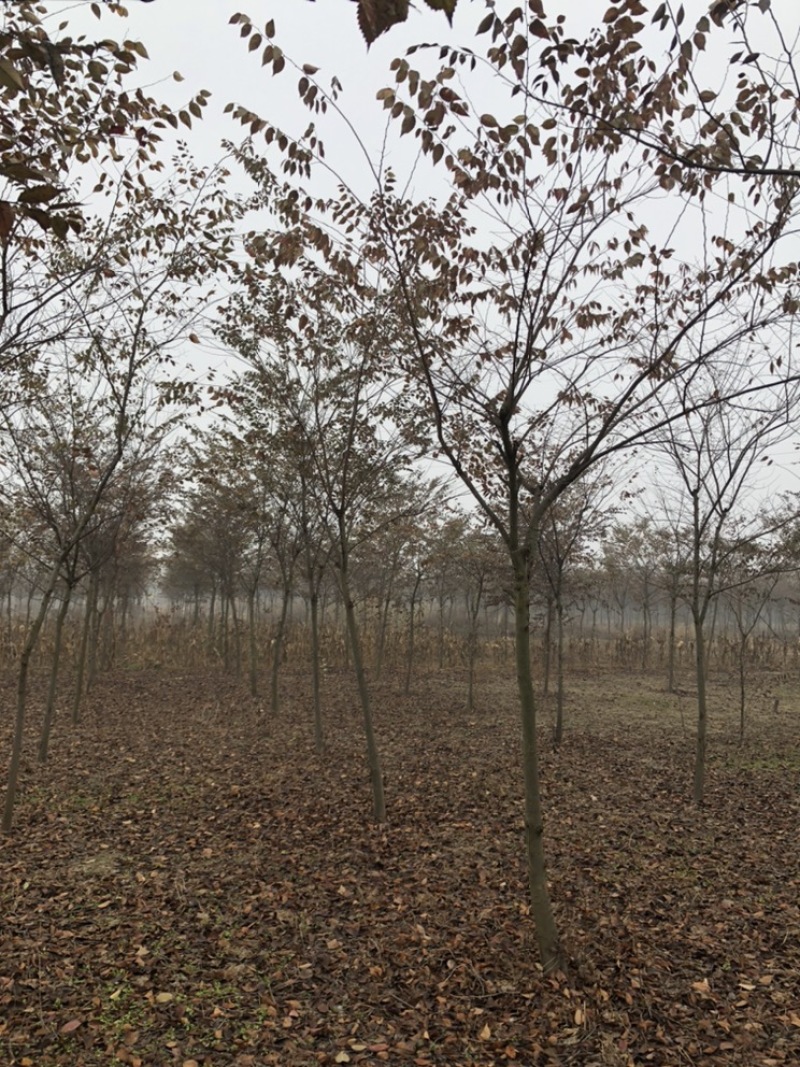 精品红榉树8-15公分规格齐全需要联系