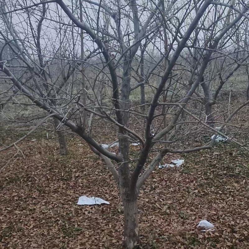 石榴树