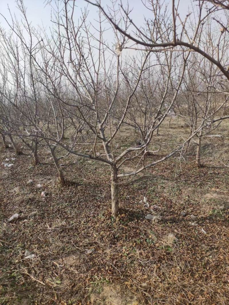 石榴树