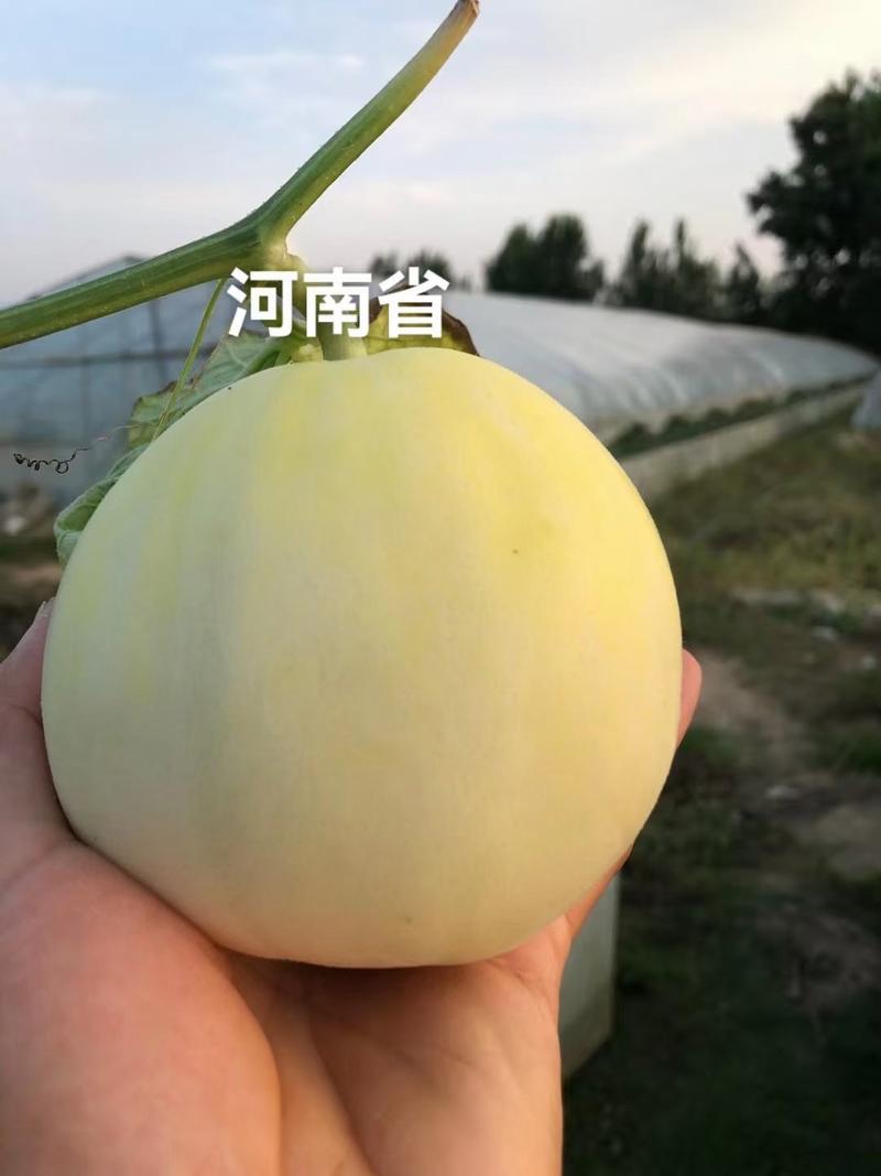 中田香妃甜瓜种子苹果型易管理结果多商品性强糖21度高