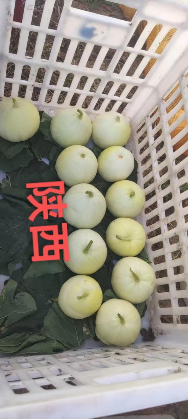 中田香妃甜瓜种子苹果型易管理结果多商品性强糖21度高