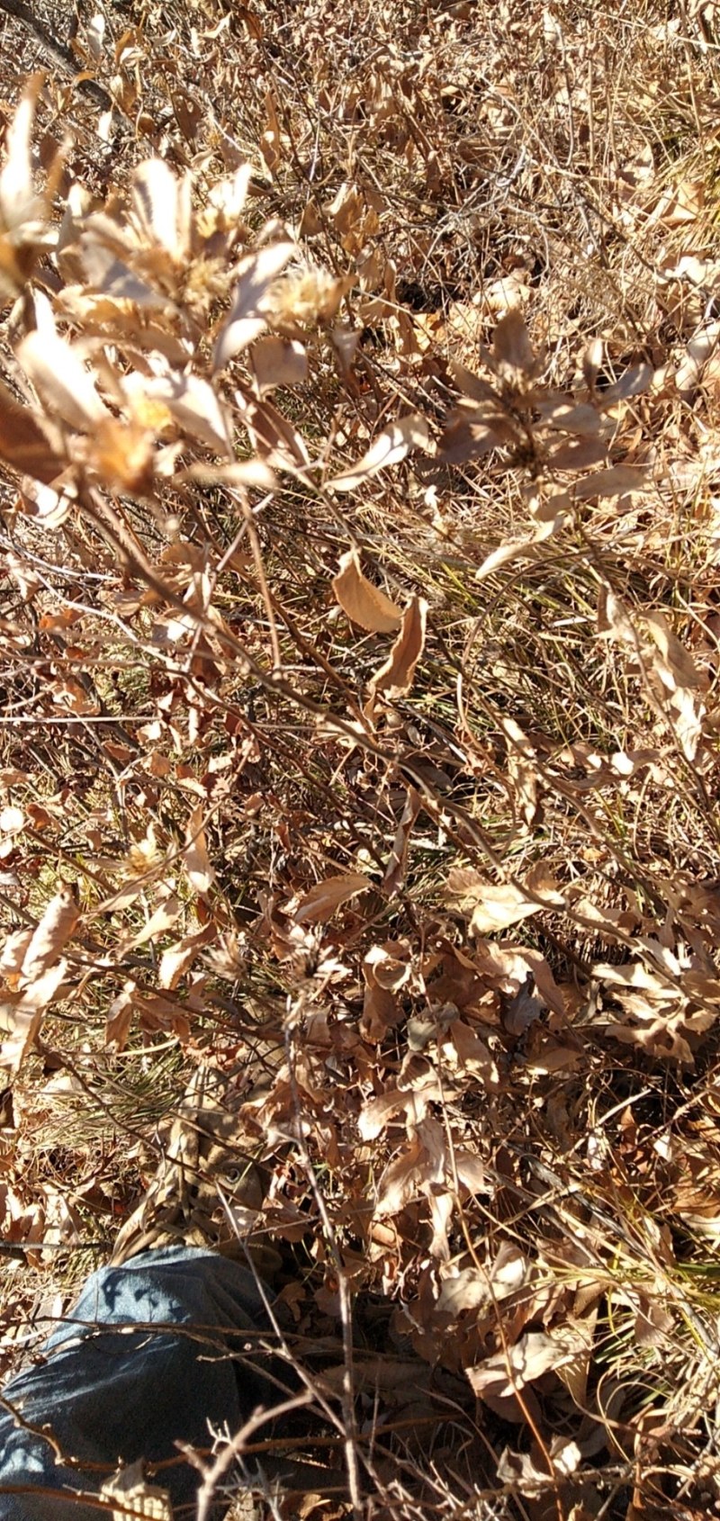 野生苍术