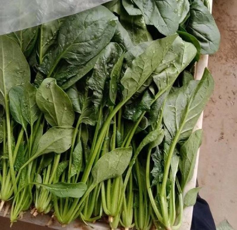 精品菠菜，产地直达，价格优惠，品质保证。