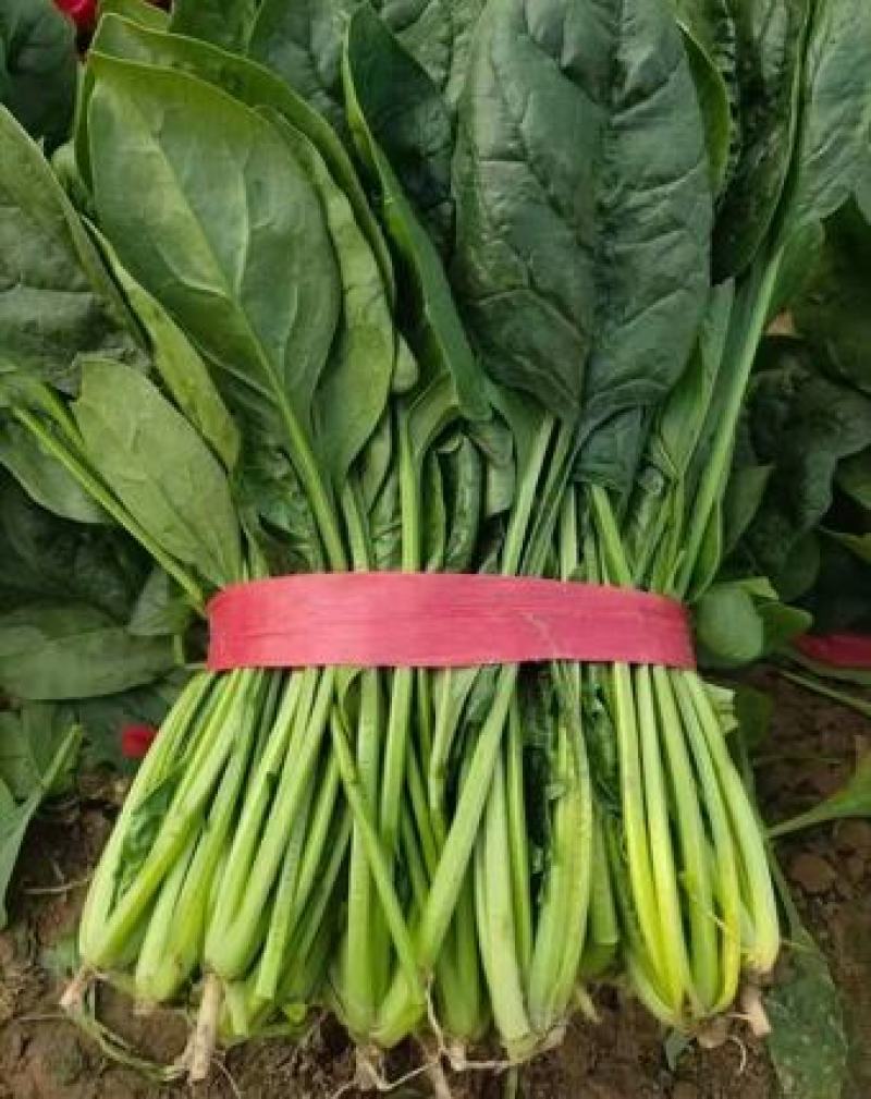 精品菠菜，产地直达，价格优惠，品质保证。