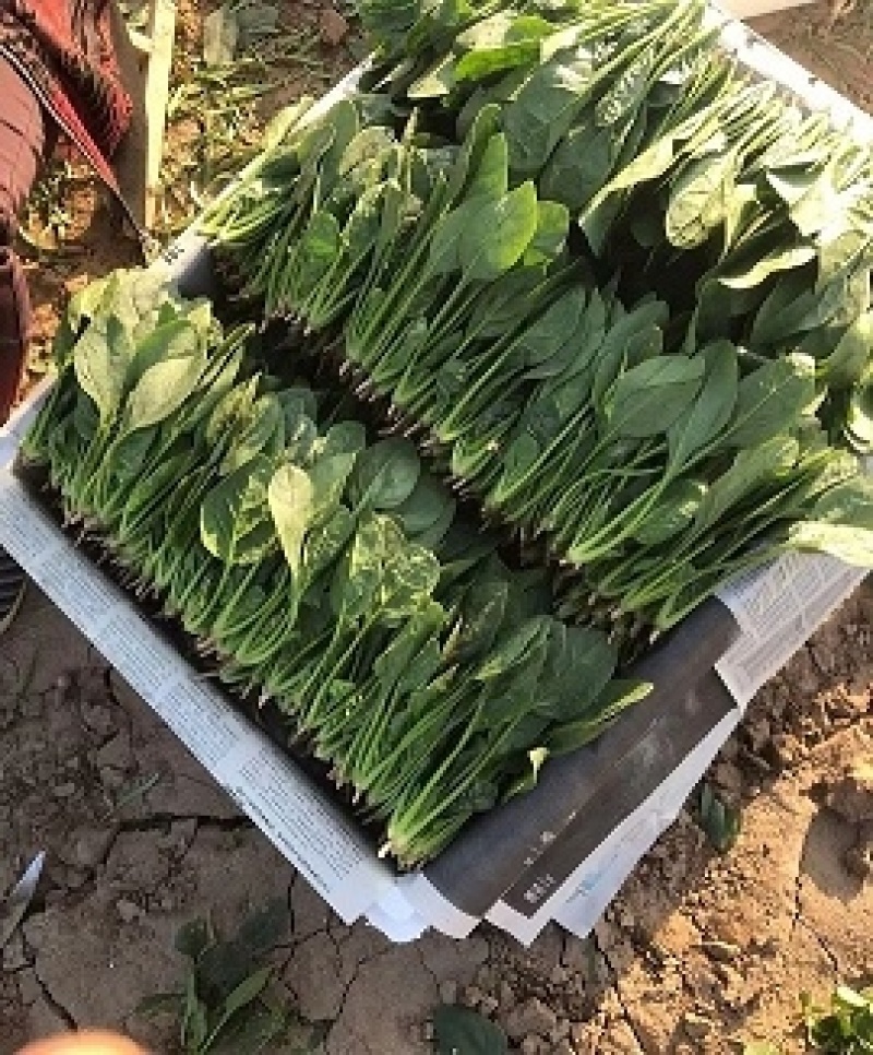 精品菠菜，产地直达，价格优惠，品质保证。