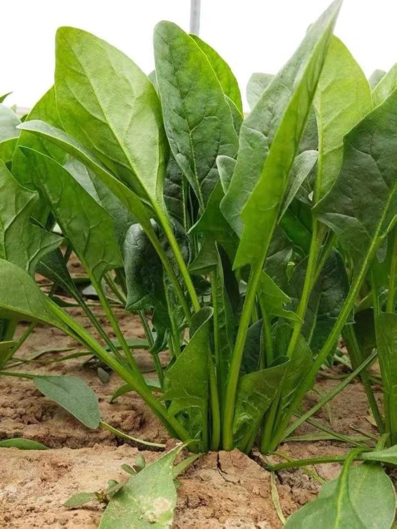 精品菠菜，产地直达，价格优惠，品质保证。