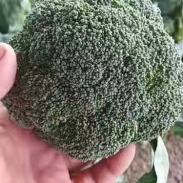精品西蓝花，产地直发，价格实惠，品质保证！