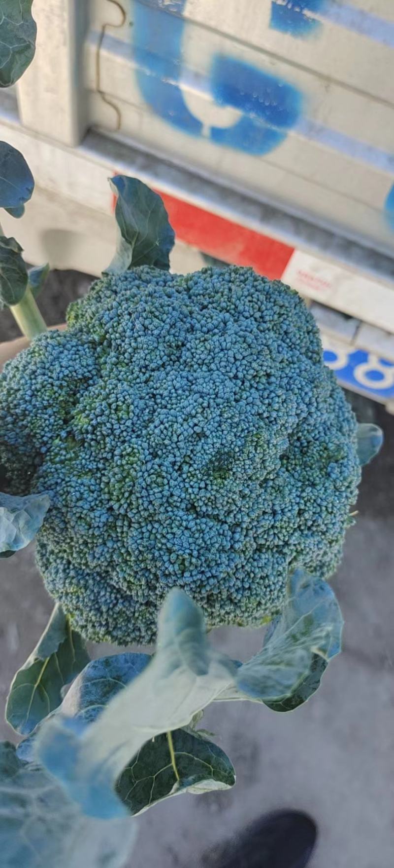 精品西蓝花，产地直发，价格实惠，品质保证！