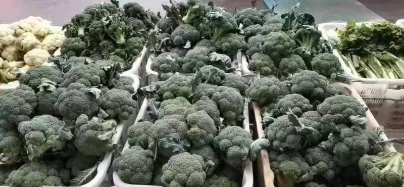 精品西蓝花，产地直发，价格实惠，品质保证！