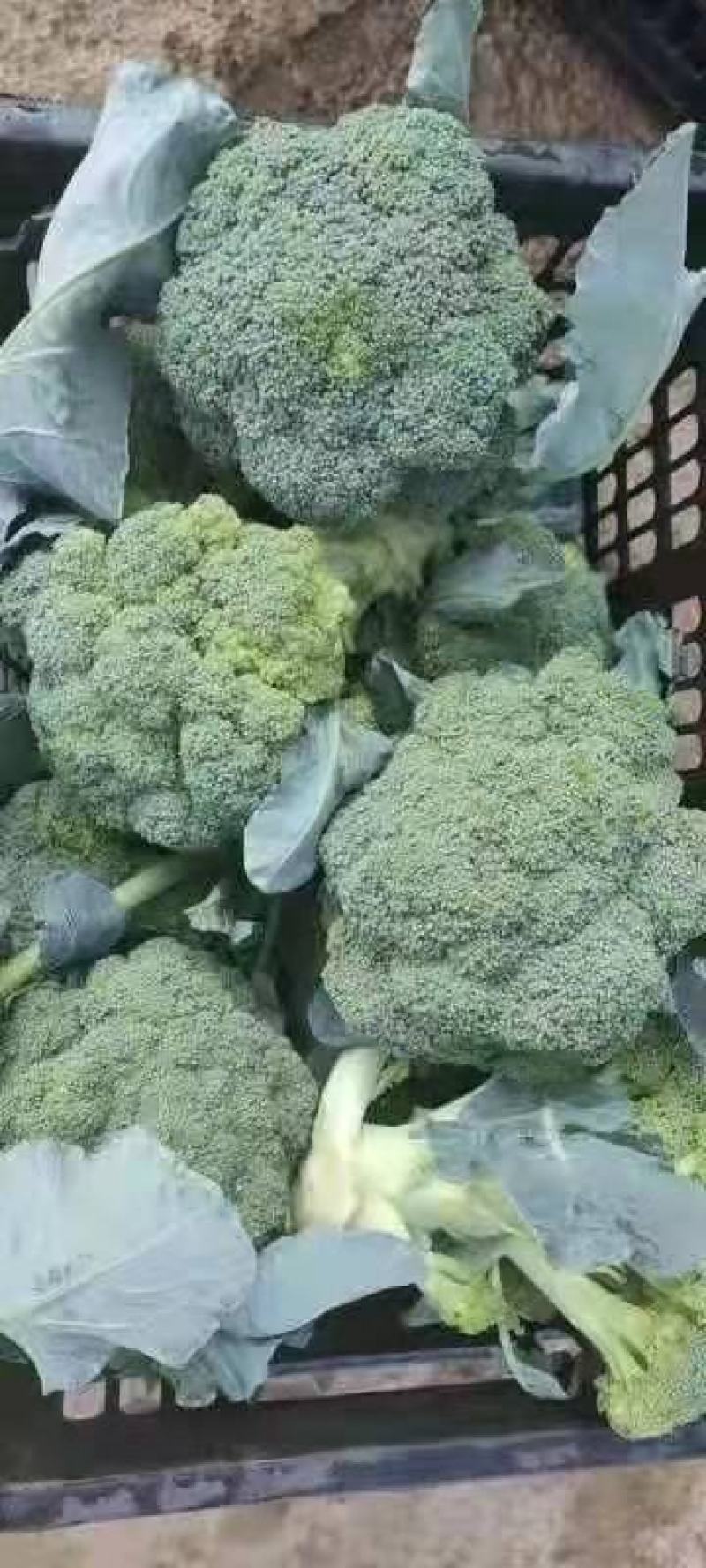 精品西蓝花，产地直发，价格实惠，品质保证！