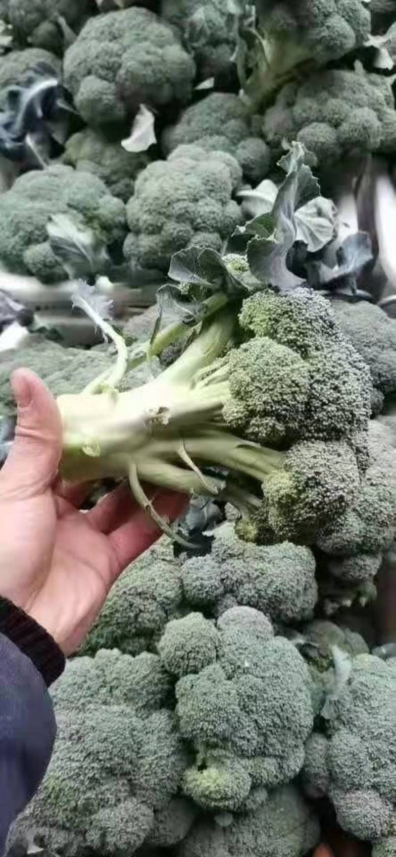 精品西蓝花，产地直发，价格实惠，品质保证！