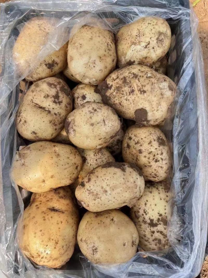 精品土豆，荷兰十五，产地直发，价格实惠，品质保证！