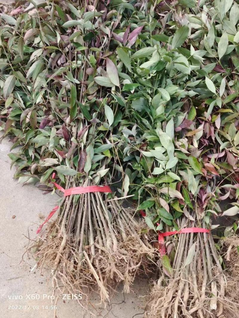 四照花小苗，香港秀丽四照花，四照花2年苗，1-3公分四照