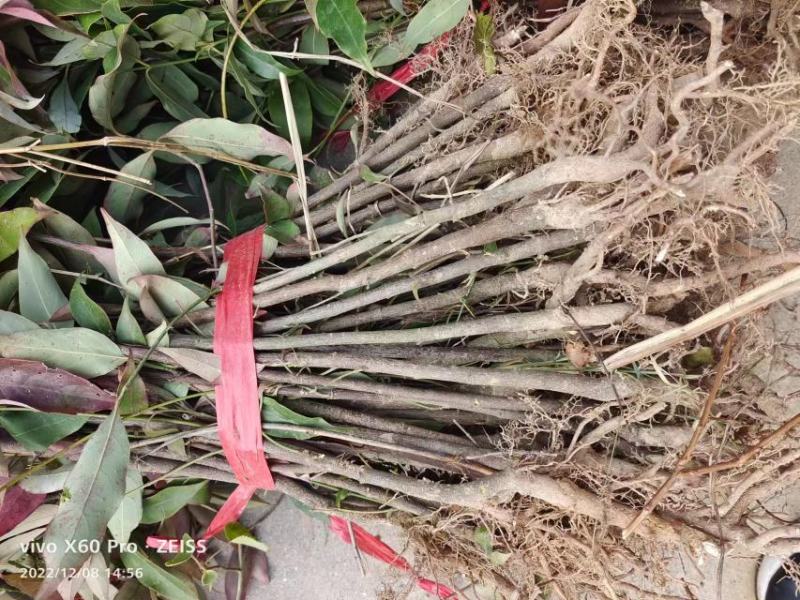 四照花小苗，香港秀丽四照花，四照花2年苗，1-3公分四照