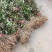 四照花小苗，香港秀丽四照花，四照花2年苗，1-3公分四照