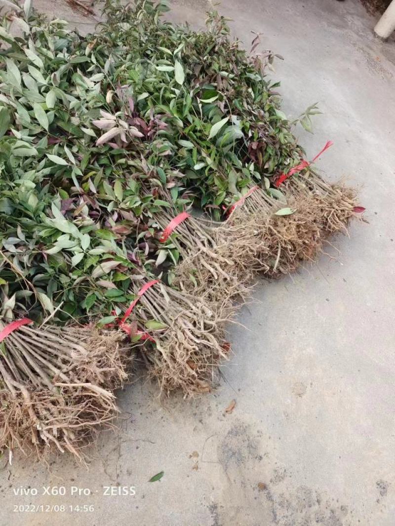 四照花小苗，香港秀丽四照花，四照花2年苗，1-3公分四照