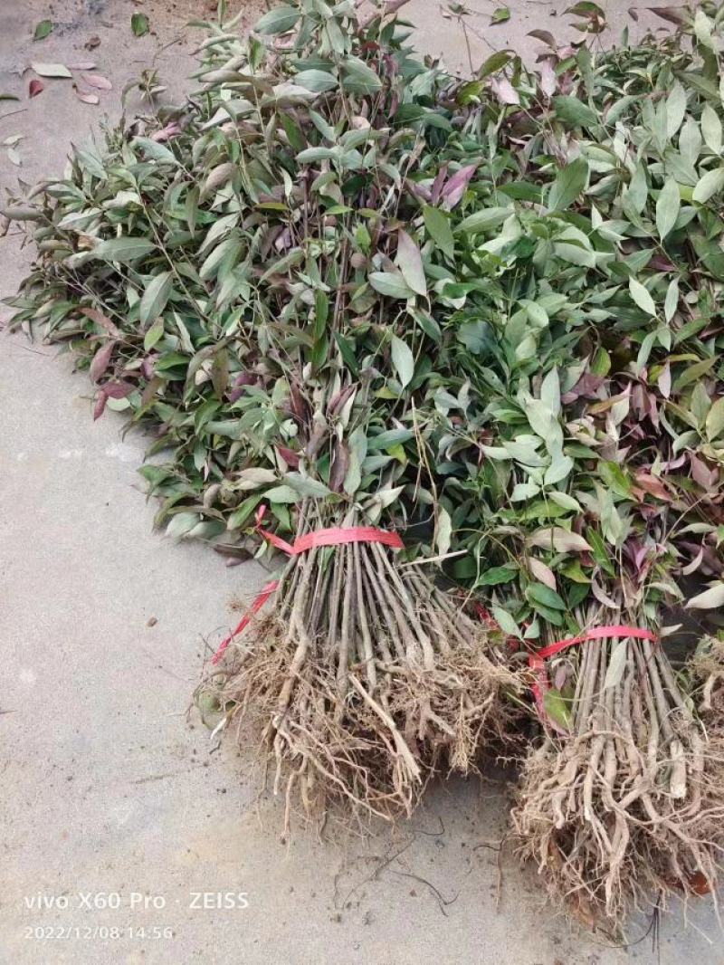 四照花小苗，香港秀丽四照花，四照花2年苗，1-3公分四照