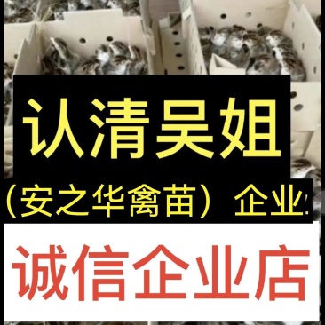 珍珠鸡苗，️质量保障、店内有（诚信企业）证明书