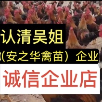 土鸡苗，️质量保障，店内有〈诚信企业〉证书，欢迎选购