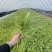 【热销】山东潍坊茼蒿菜、品质保证、产地直发。