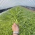 【热销】山东潍坊茼蒿菜、品质保证、产地直发。
