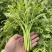 【热销】山东潍坊茼蒿菜、品质保证、产地直发。