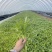 【热销】山东潍坊茼蒿菜、品质保证、产地直发。
