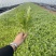 【热销】山东潍坊茼蒿菜、品质保证、产地直发。