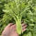 【热销】山东潍坊茼蒿菜、品质保证、产地直发。