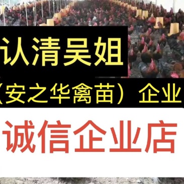 青脚鸡苗️，质量保障、店有（诚信企业）证书