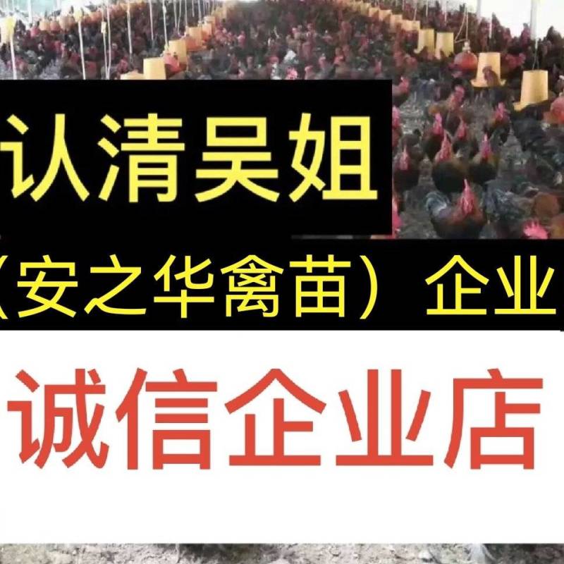 青脚鸡苗️，质量保障、店有（诚信企业）证书