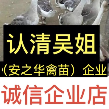 马冈鹅苗.灰鹅️，质量保障、店内有（诚信企业）证明书