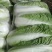 大白菜精品，精品本地大白菜，大量上市，价格优惠