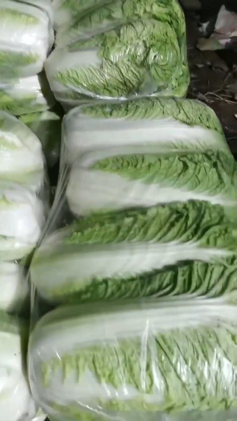 大白菜精品，精品本地大白菜，大量上市，价格优惠