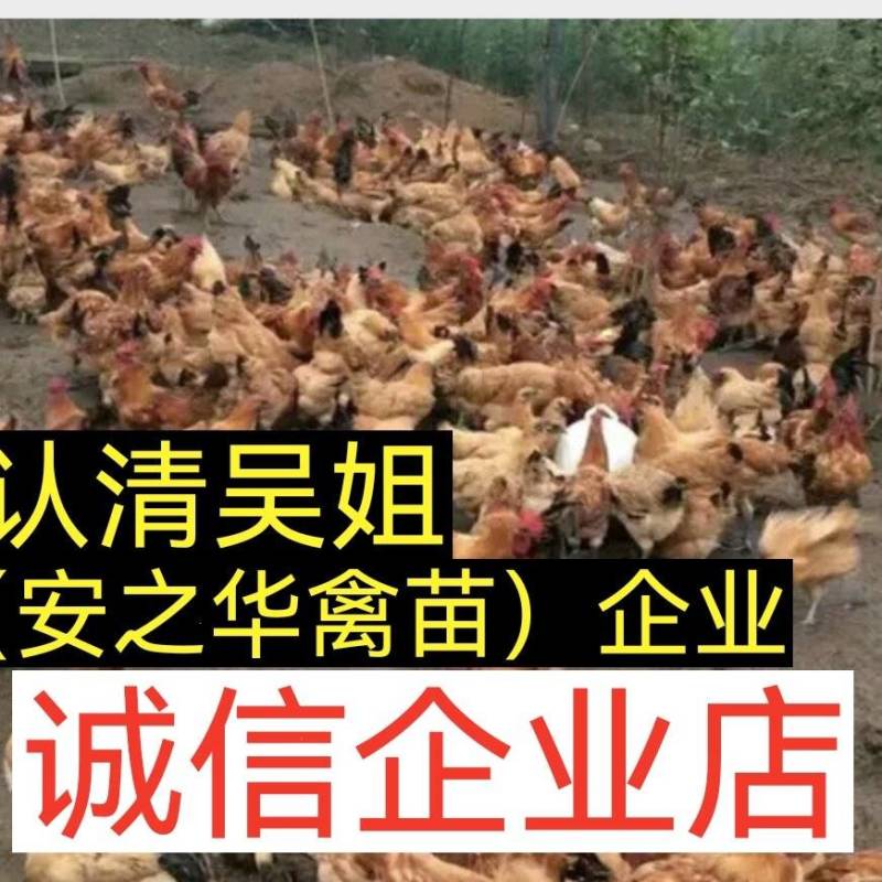 乌皮红冠鸡苗️，诚信经营，店有〈诚信企业〉证书