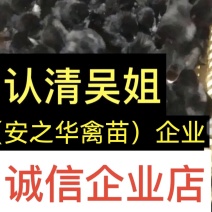 乌鸡苗，质量保障、店内有（诚信企业）证明