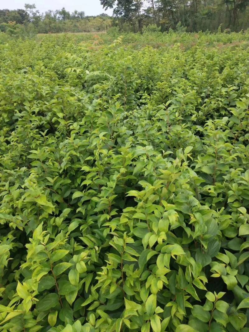 朴树小苗，江西九江朴树小苗基地，常年供应朴树小苗