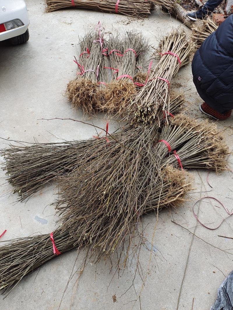 朴树小苗，江西九江朴树小苗基地，常年供应朴树小苗